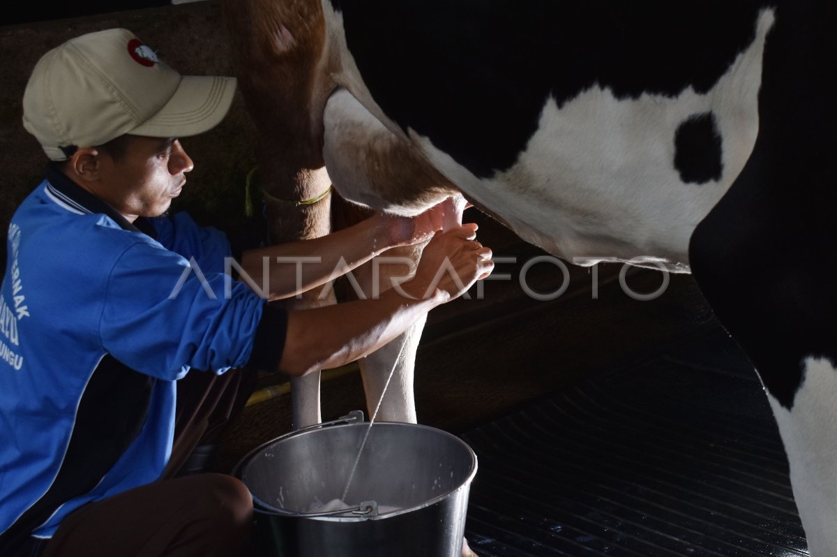 PETERNAK SAPI PERAH | ANTARA Foto