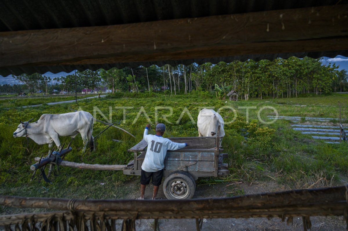 Penerapan Sistem Pertanian Rotasi Tanaman Antara Foto 7718