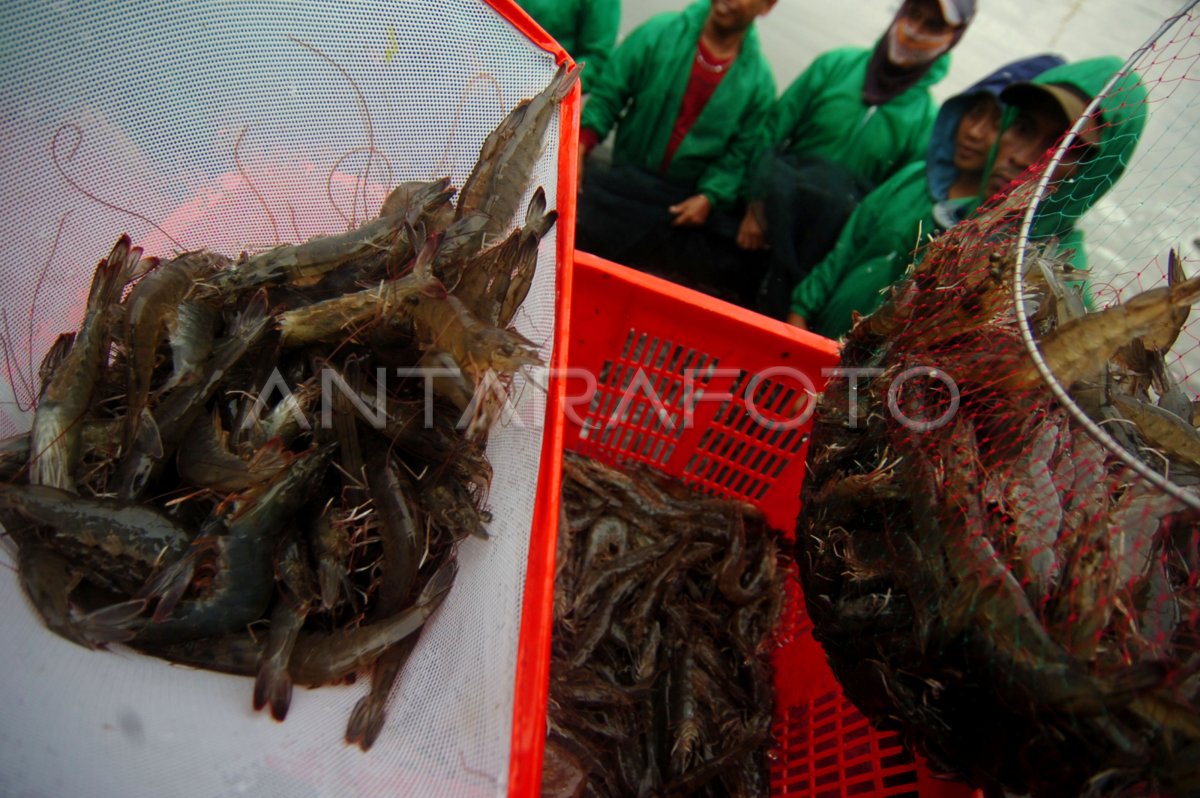 Panen Udang Vaname Antara Foto