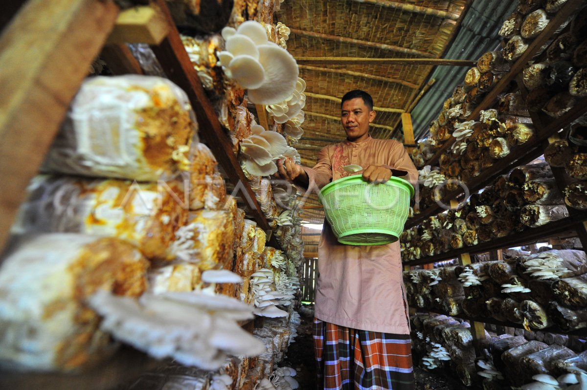 PENJUALAN JAMUR TIRAM ORGANIK ANTARA Foto