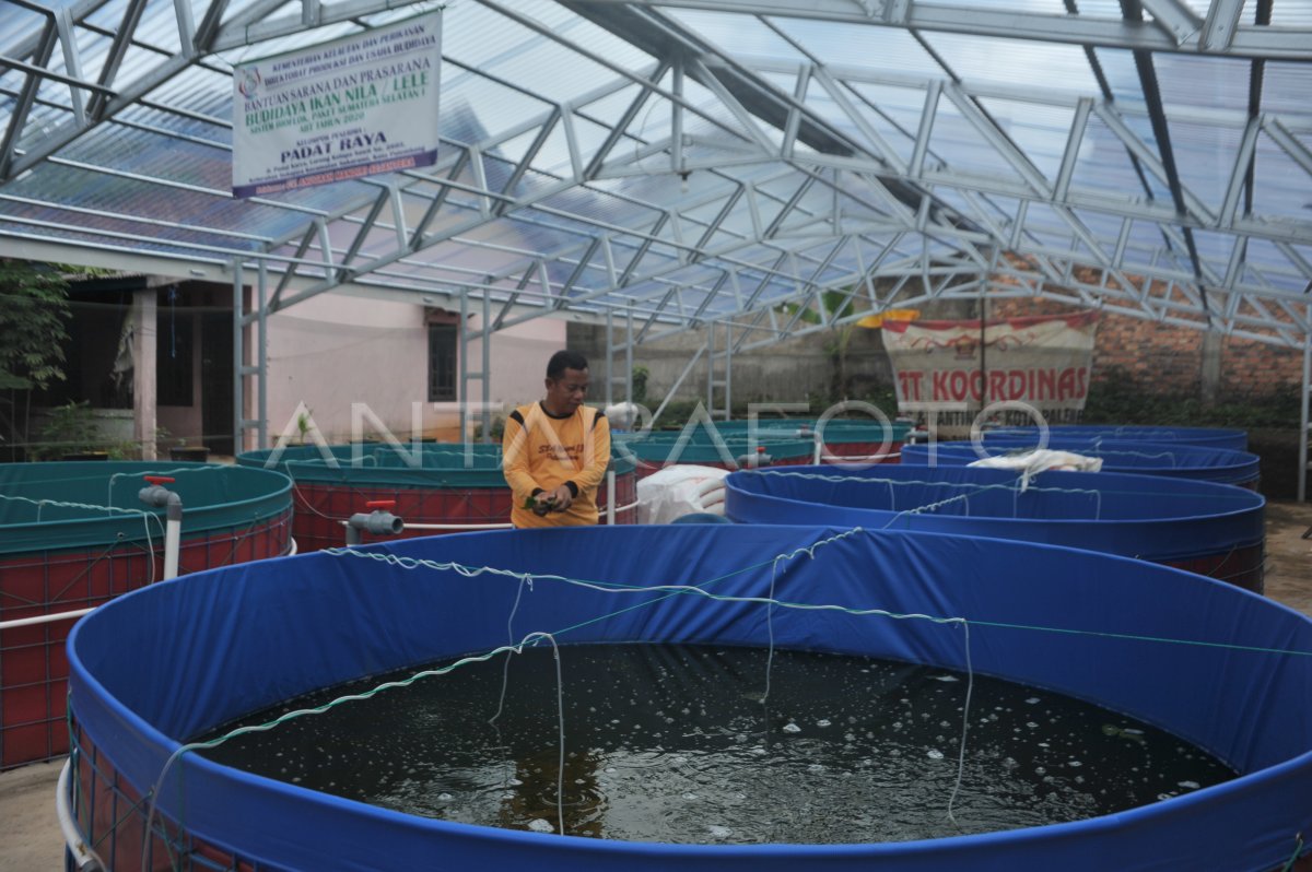 Budidaya Ikan Lele Dengan Sistem Bioflok Antara Foto