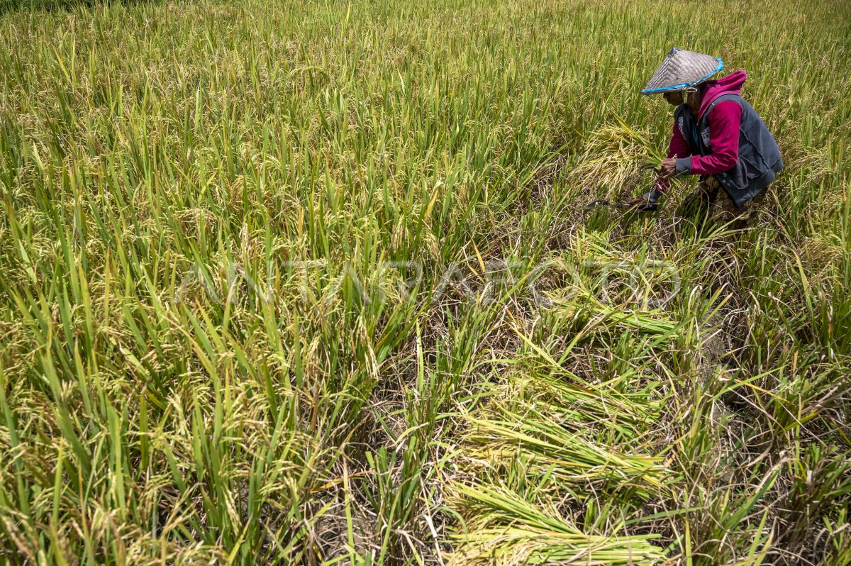 Kontribusi Sektor Pertanian Bagi Ekonomi Nasional Antara Foto