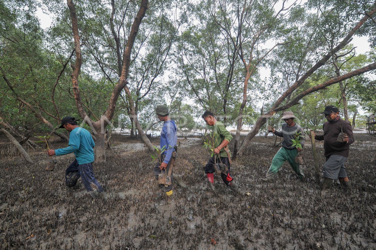 Penanaman Mangrove Di Jambi Antara Foto 