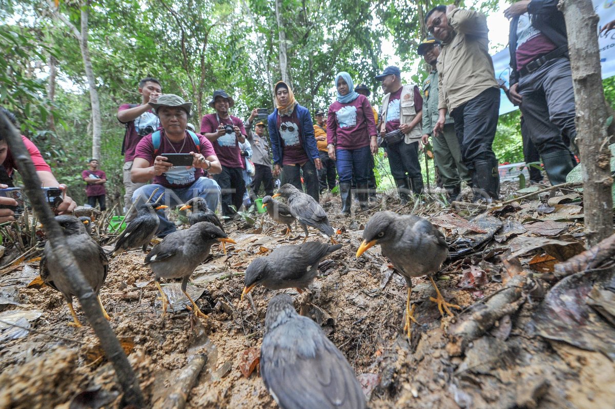 PELEPASLIARAN SATWA DI JAMBI