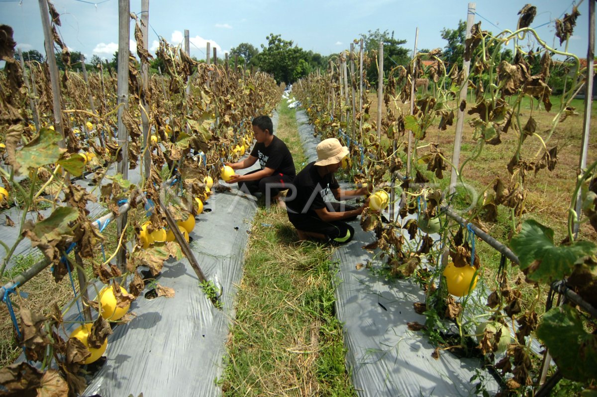 PETANI MILENIAL PANEN GOLDEN MELON | ANTARA Foto