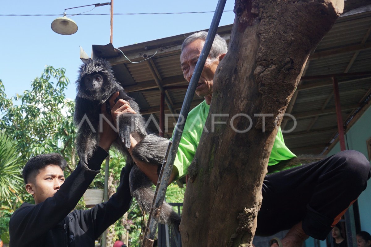 Konservasi Lutung Jawa Di Tulungagung Antara Foto