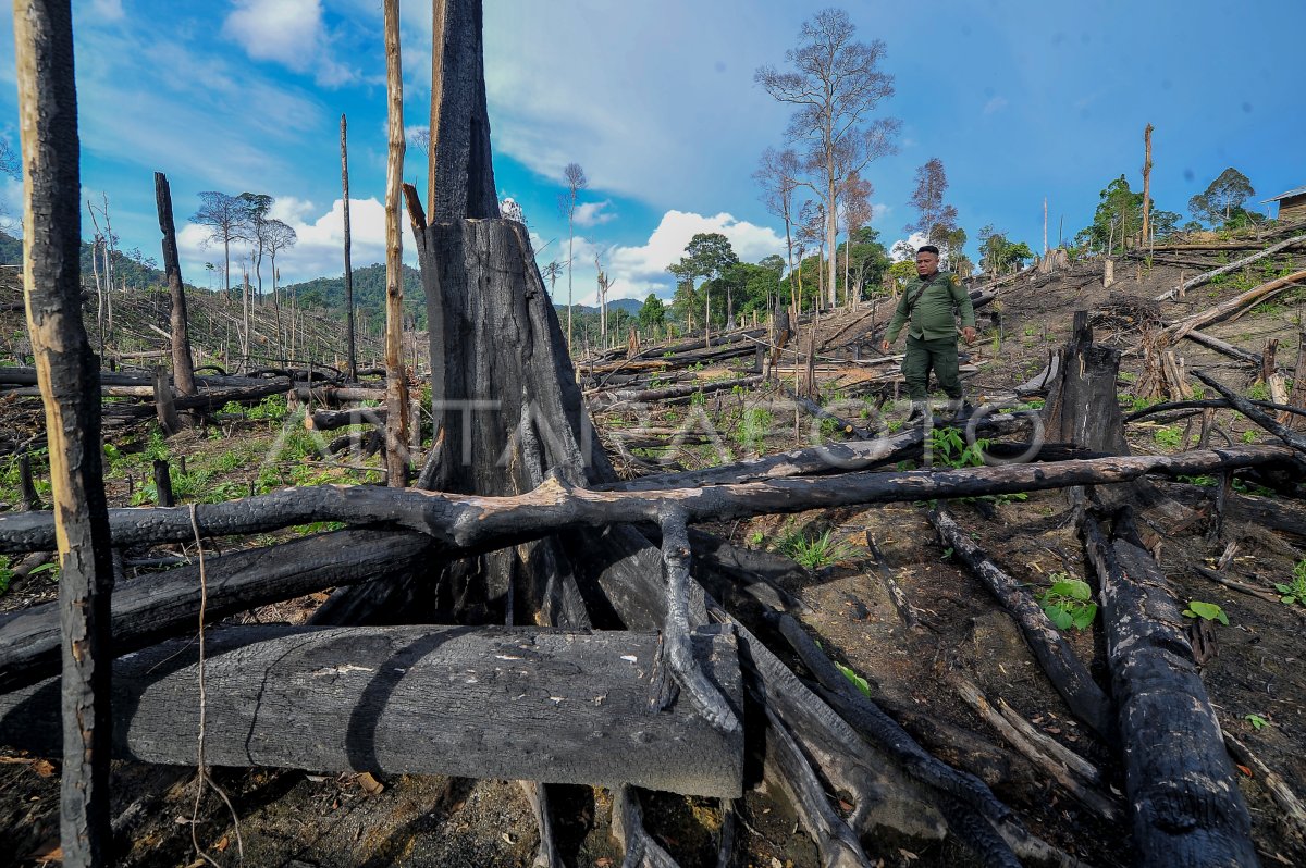 Ladang Ilegal Dalam Kawasan Penyangga Taman Nasional | ANTARA Foto