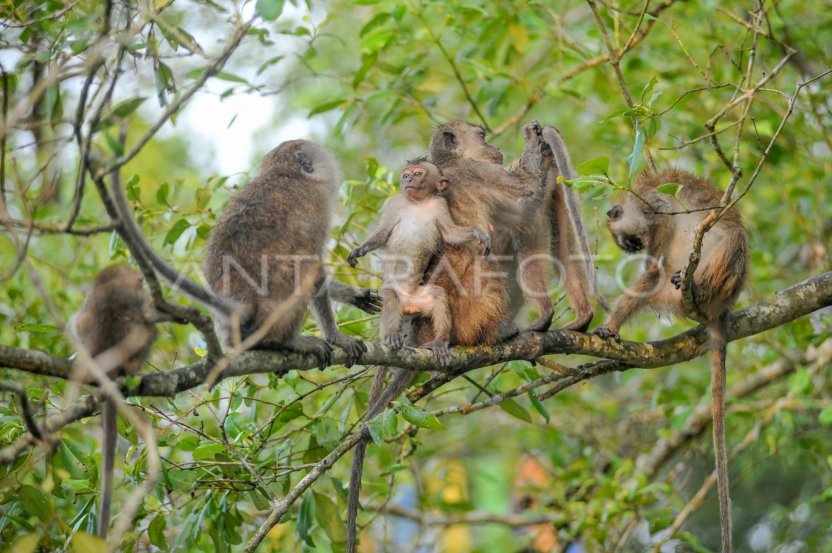 Perlindungan kawasan mangrove di Tanjung Jabung Barat
