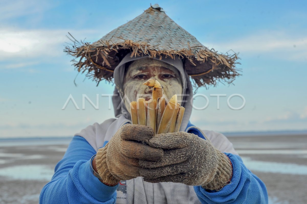 Nelayan pencari sumbun di Kampung Laut