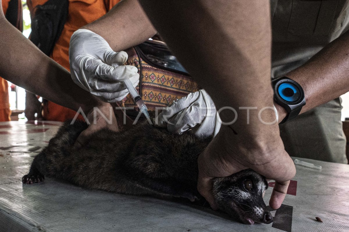 Vaksinasi rabies gratis bagi hewan peliharaan