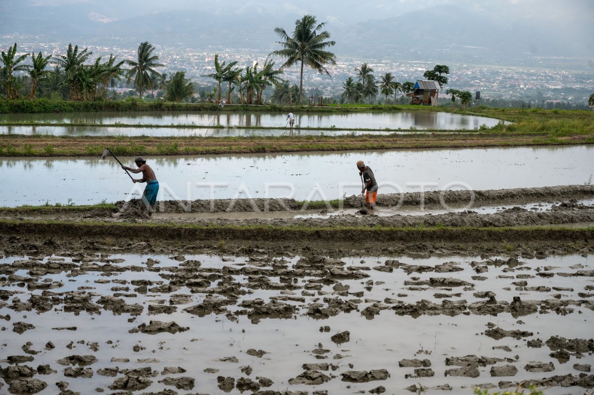 Gerakan Tanam Antisipasi Dampak El Nino | ANTARA Foto