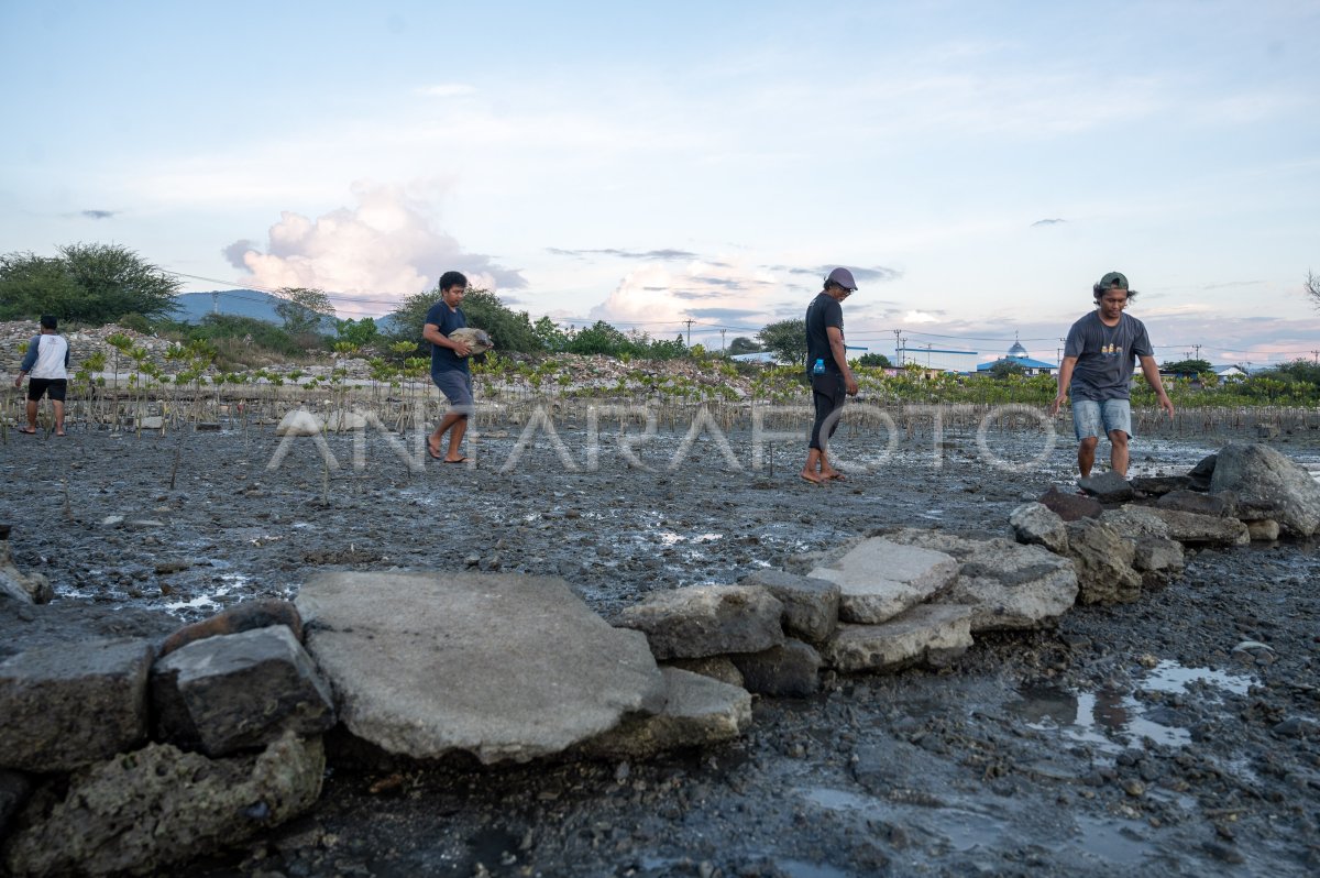 Pembuatan dam penangkap sedimen mangrove di Palu