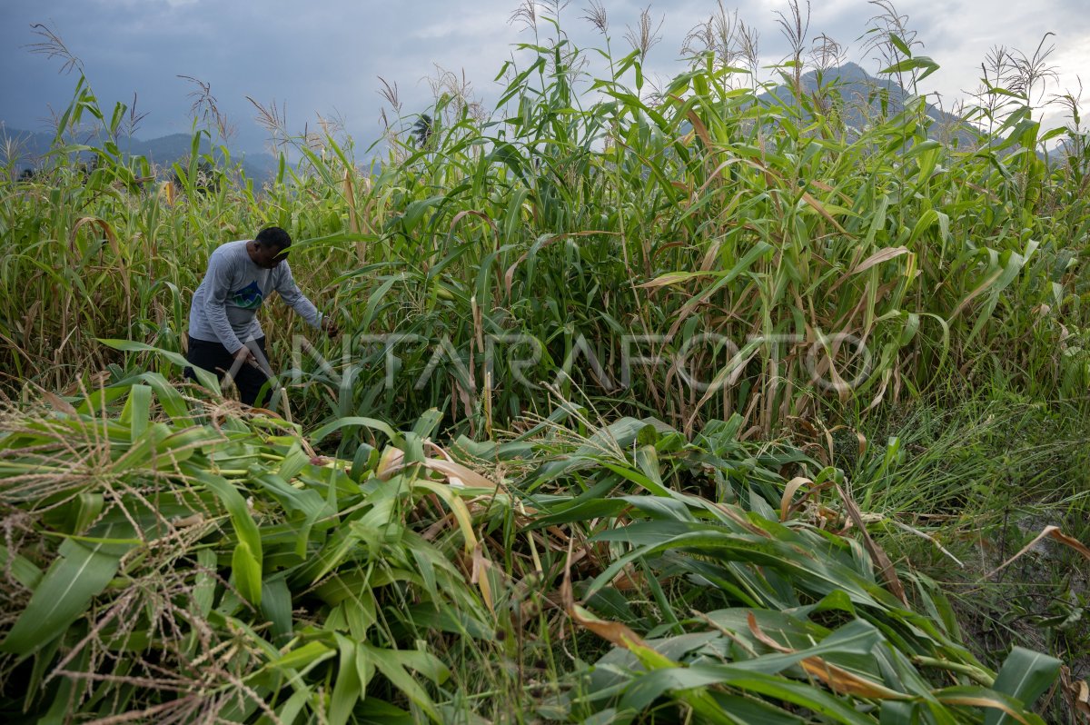 Pemanfaatan Sisa Tanaman Jagung Untuk Pakan Ternak Antara Foto