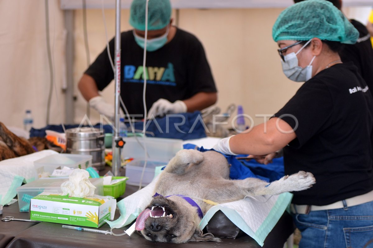 Pencegahan rabies di Bali