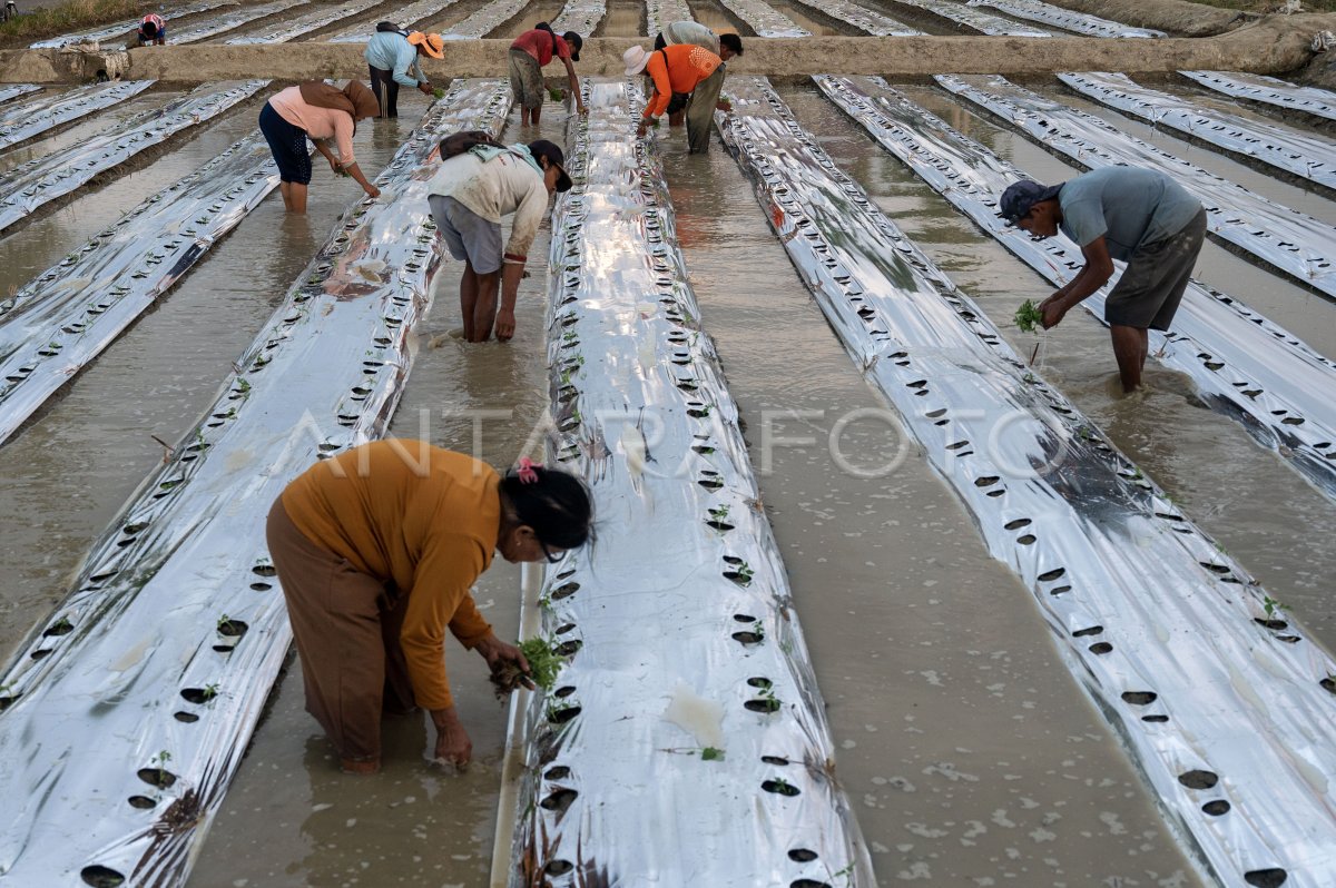 Petani Palu kembali tanam tomat