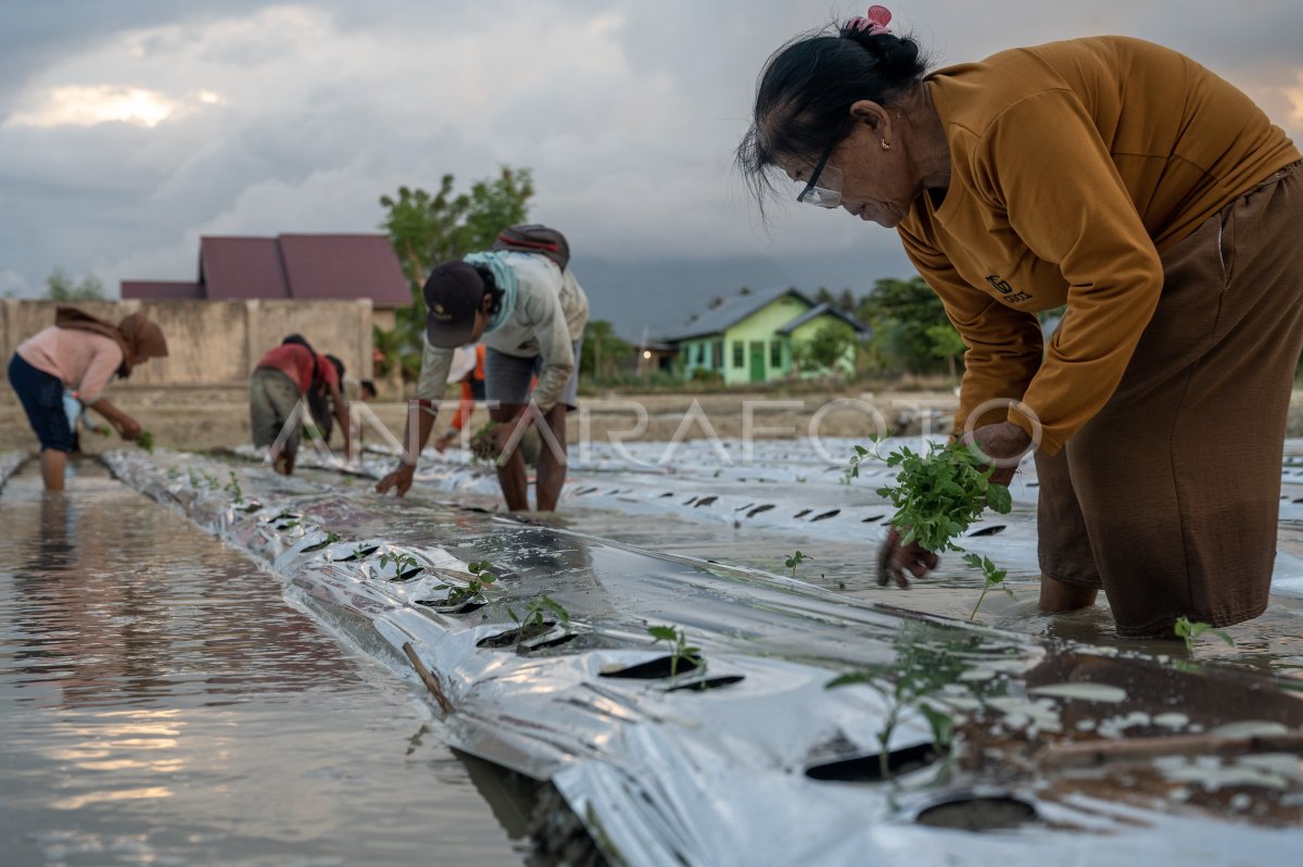 Petani Palu kembali tanam tomat