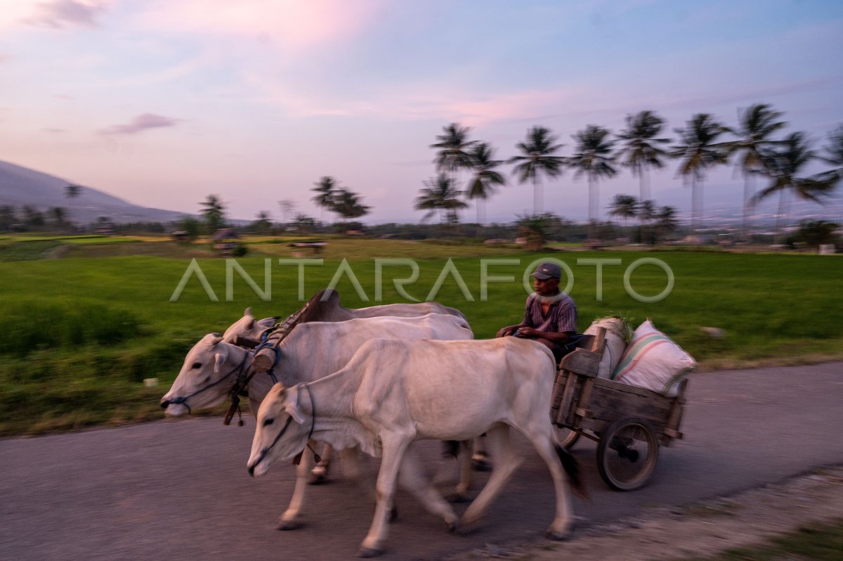 Pengembangan pakan ternak berbahan lokal