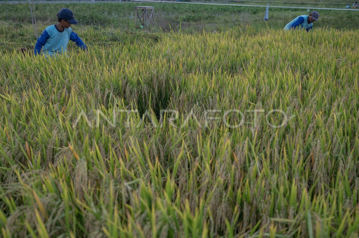Produksi gabah kering panen di Sulteng naik
