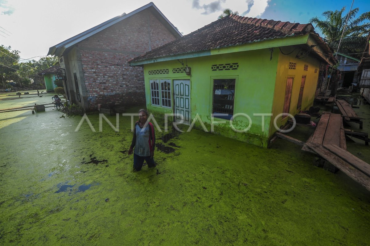 Banjir Luapan Sungai Batanghari Di Muaro Jambi Antara Foto