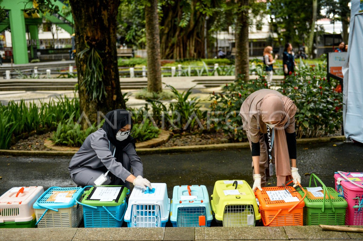 Sterilisasi kucing liar di Bandung ANTARA Foto Sterilisasi kucing liar di Bandung ANTARA Foto