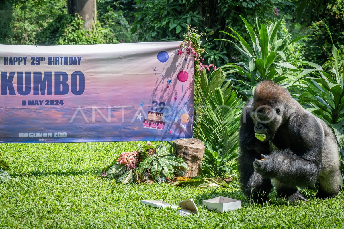 Margasatwa Ragunan rayakan ulang tahun Gorila | ANTARA Foto