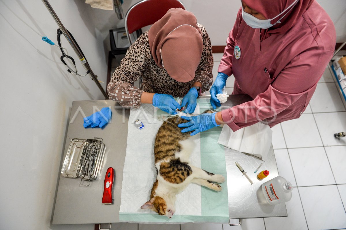 Sterilisasi dan kastrasi kucing gratis di Bandung ANTARA Foto Sterilisasi dan kastrasi kucing gratis di Bandung ANTARA Foto