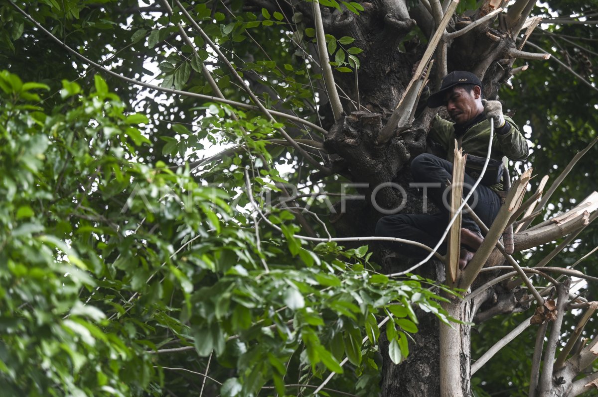 Penebangan Pohon Di Jakarta | ANTARA Foto