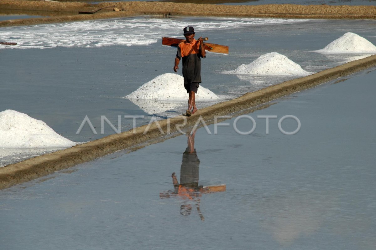 PANEN PERTAMA | ANTARA Foto