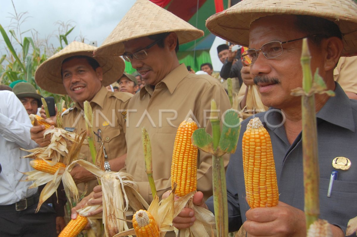 PANEN RAYA JAGUNG ANTARA Foto