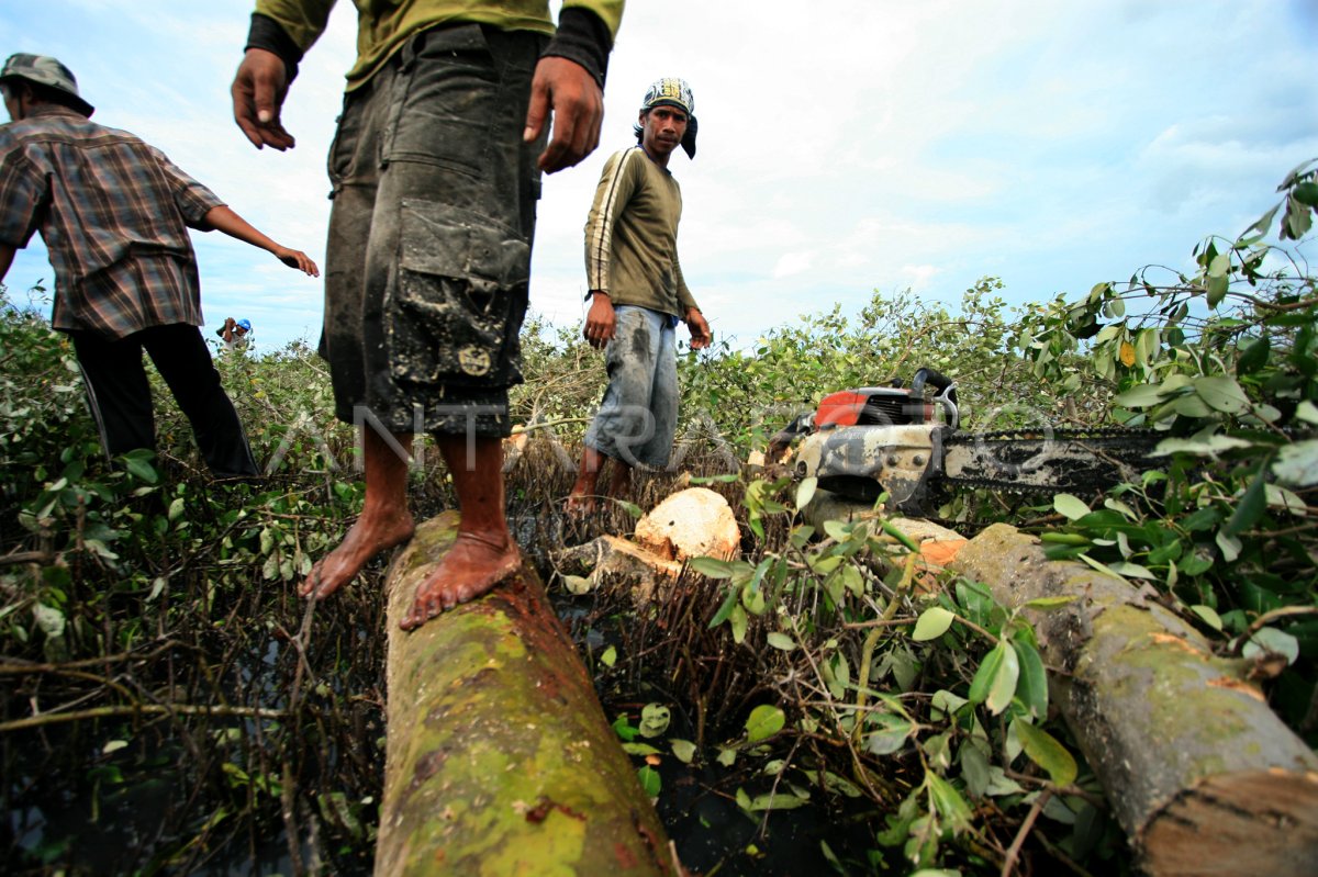 Penebangan Hutan Bakau Antara Foto 6934