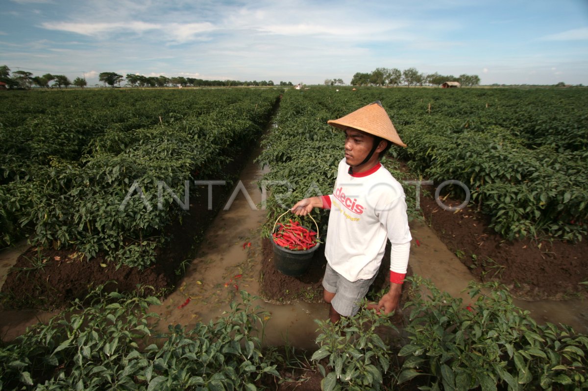 Panen Cabe Merah Antara Foto 