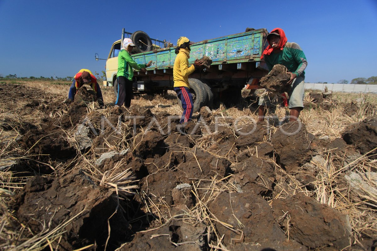 Bongkahan Tanah Sawah Dijual Antara Foto