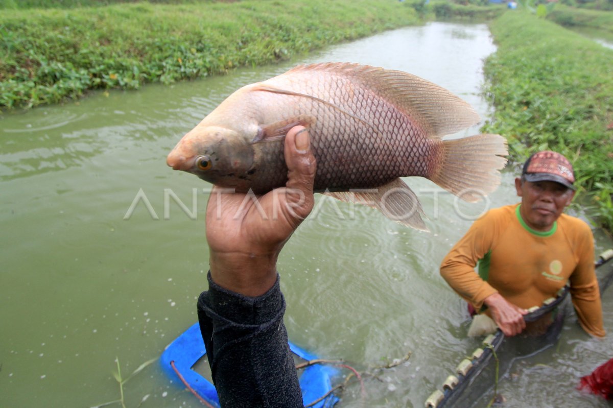 Budidaya Ikan Air Tawar Antara Foto