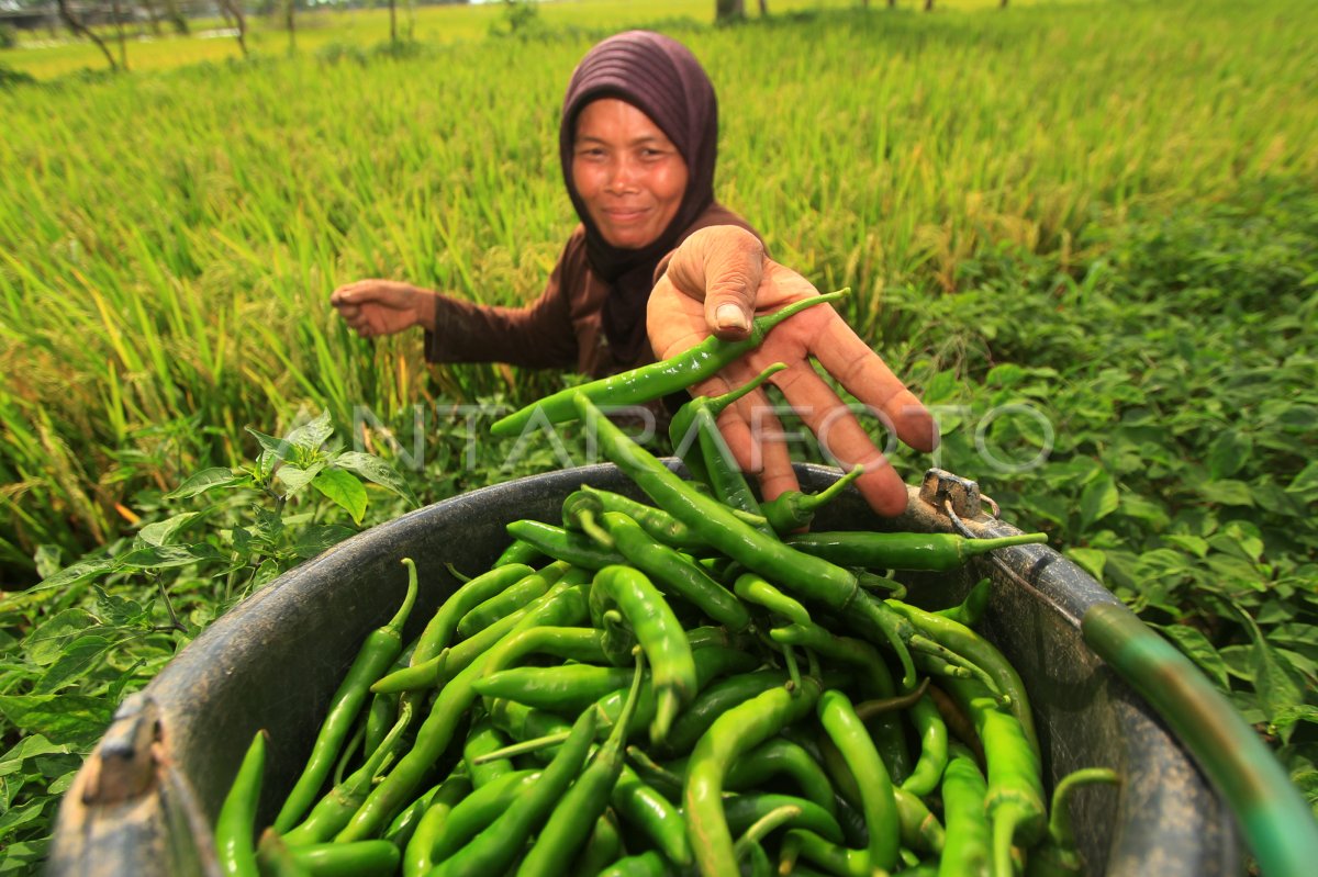 HARGA CABAI TURUN | ANTARA Foto