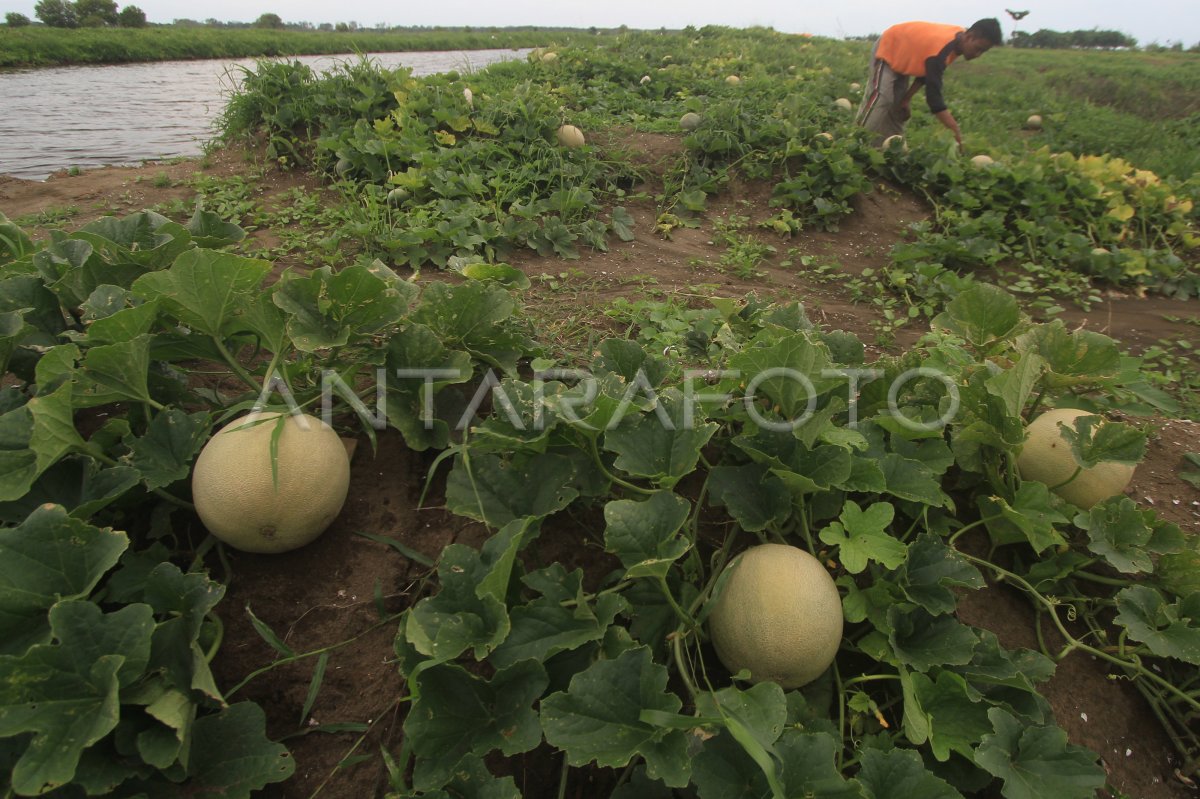 TANAMAN MELON RUSAK | ANTARA Foto