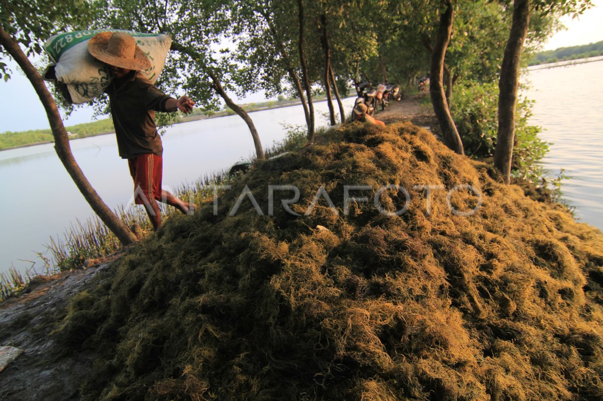 POTENSI BUDIDAYA RUMPUT LAUT | ANTARA Foto