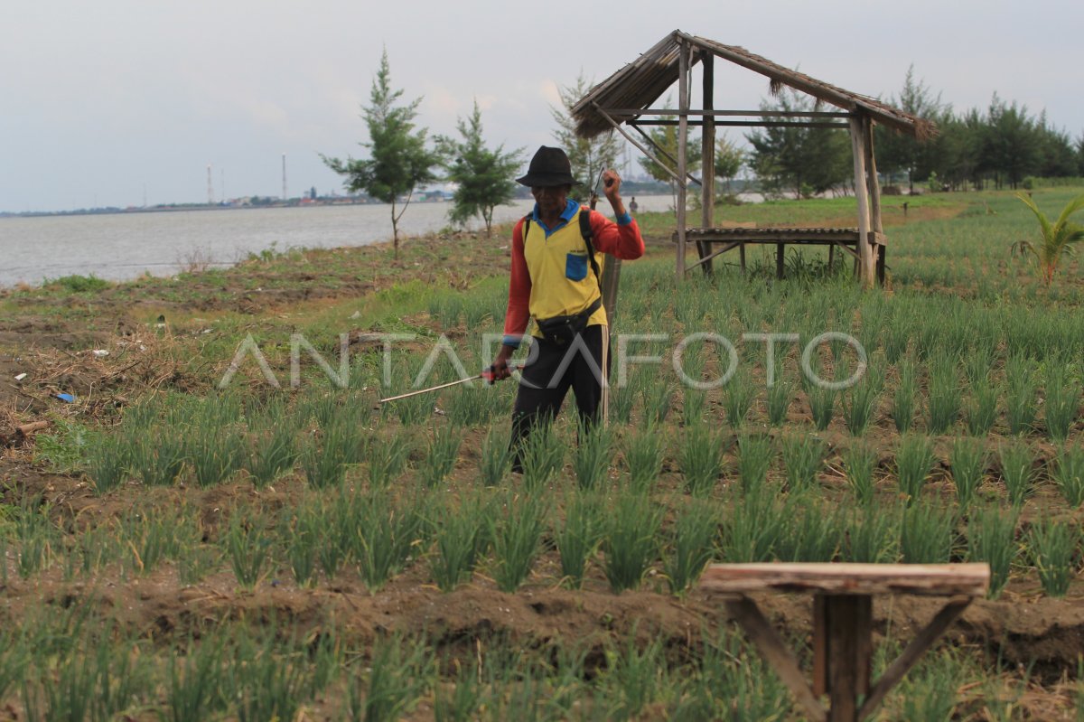 BERTANI DI KAWASAN PANTAI | ANTARA Foto