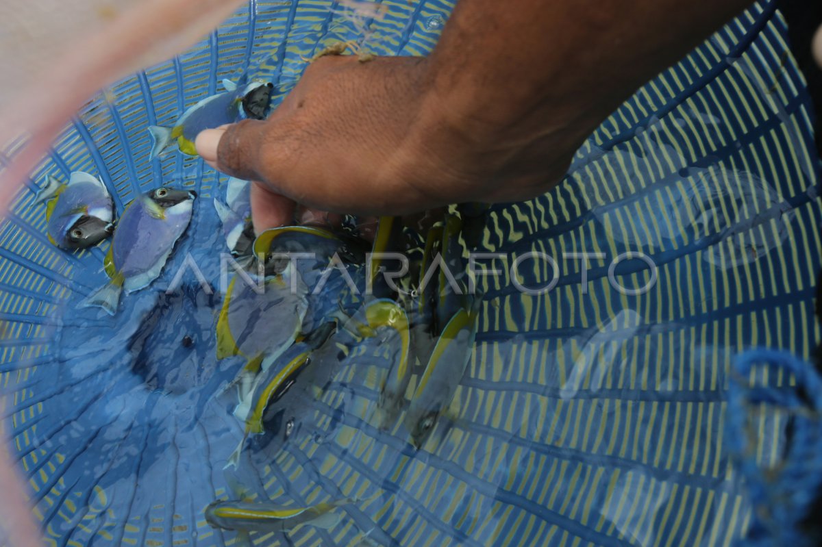 Budidaya Ikan Hias Laut Antara Foto