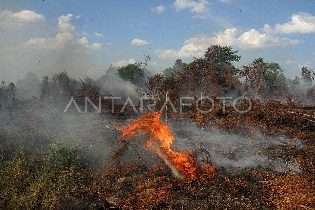 KEBAKARAN LAHAN GAMBUT RIAU ANTARA Foto