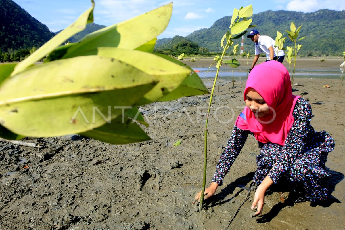 PERAWATAN KAWASAN MANGROVE | ANTARA Foto