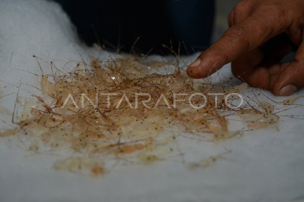 PENYELUNDUPAN BENIH LOBSTER | ANTARA Foto