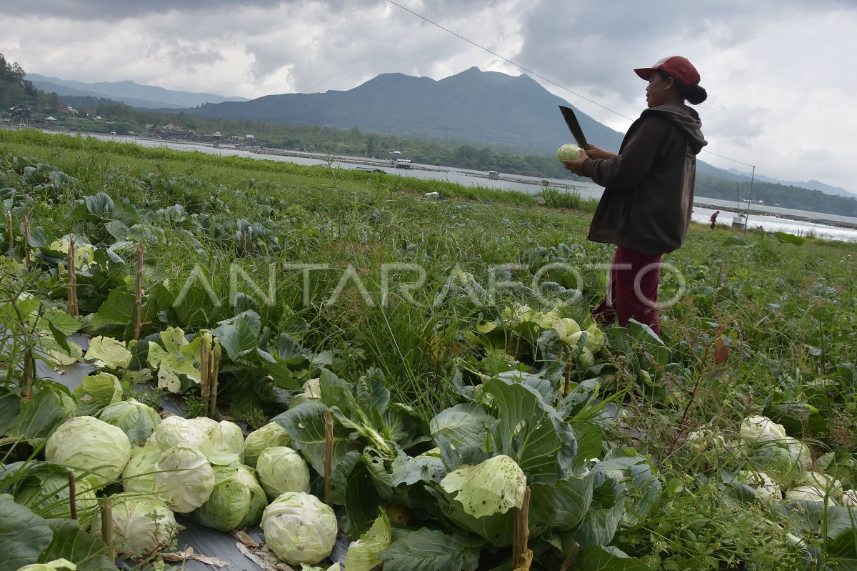 KEBIJAKAN PERLINDUNGAN PERTANIAN BALI | ANTARA Foto