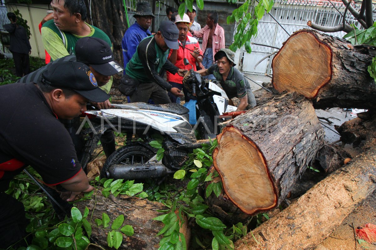 Pohon Tumbang Akibat Angin Kencang Antara Foto