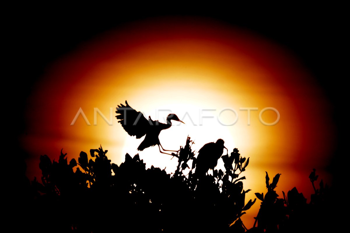 Burung Kuntul Di Hutan Mangrove Antara Foto 