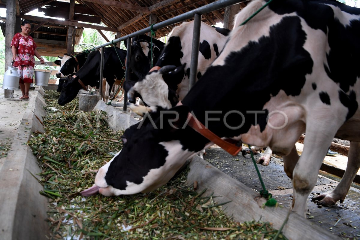 PETERNAK SAPI PERAH | ANTARA Foto