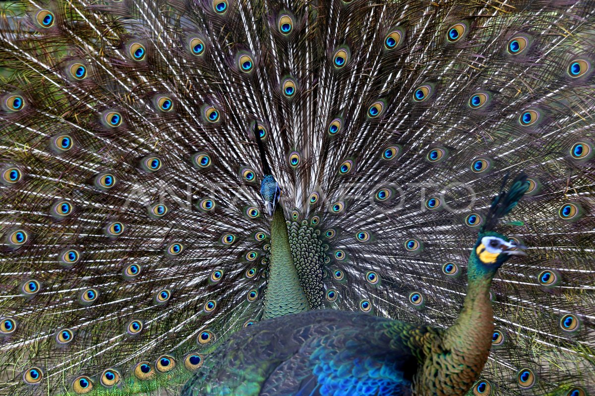 Burung Merak Di Taman Safari Gurun Putih Lestari Antara Foto 