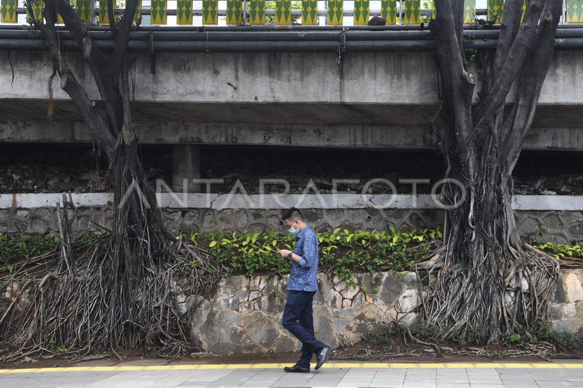 POHON RAWAN TUMBANG ANTARA Foto