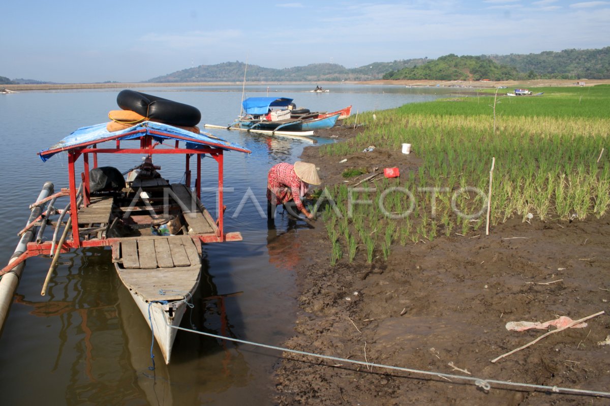 PEMANFAATAN LAHAN WADUK YANG MENGERING AKIBAT KEMARAU | ANTARA Foto