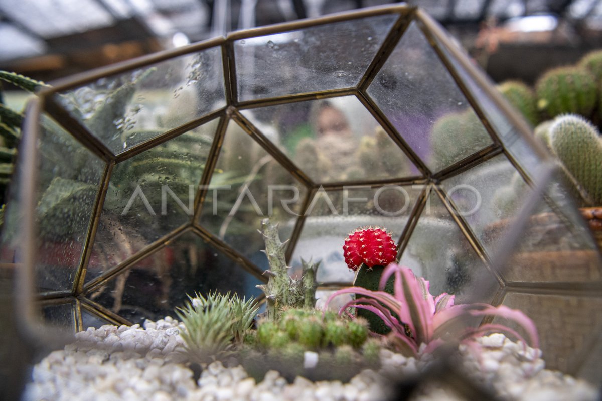 PENJUALAN TANAMAN KAKTUS MINI MENINGKAT | ANTARA Foto