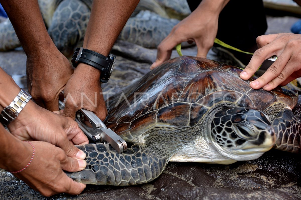 PENGGAGALAN PENYELUNDUPAN PENYU HIJAU